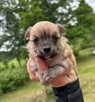 Chihuahua valp hane