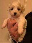 Valpar Bichon Havanaise/ Lhasa Apso