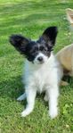 liten papillon flicka