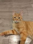 Kattunge