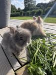 Kanin unge, dvärgteddy, supercharmiga!
