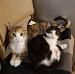 söker du en underbar katt så är du i rätt plats