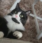 Hankatt/huskatt 2 år omplacering