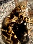 Kattungar, mamman är 100% bengal
