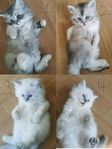 katt ungar