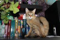 Sällsynta Chausie-kattungen