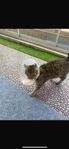 En liten katt