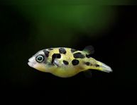 pea puffers