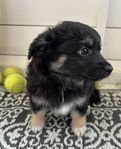 Nala söker sitt framtida hem