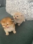 Brittiska kattungar korthår/långhår med stamtavla