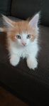 mainecoon 
