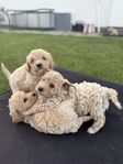 bichon poo valpar