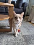 Bondkatt 