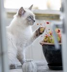 Ragdoll kattungar