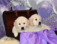 Golden Retriever valpar