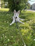Husky valpen Luna 13 veckor 