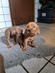 Griffon Fauve de Bretagne - jakt