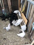 kyckling höns Australorp