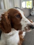 Welsh springer spaniel tik 