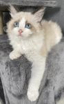 Ragdoll kattunge 