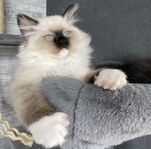 Bedårande Ragdoll kattunge hona 
