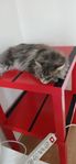 mainecoon 