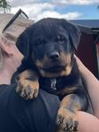 Rottweiler Hanvalp