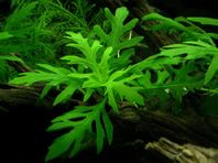 Hygrophila difformis (water wisteria)