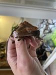 Ögonsfransgecko 