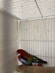 prakt rosella