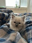Underbar kattunge söker sitt kärleksfulla för-alltid-hem