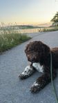 Lagotto söker nytt hem 
