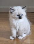 Fantastisk kattflicka söker sitt kärleksfulla