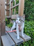 Hankatt
