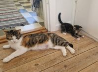 Kattflickor redo att flytta 4-16 aug