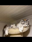 2 Maine coon fina Tjejer