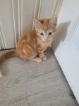 kattunge 