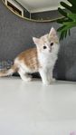 norsk skogkatt blandning