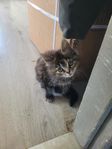 kattunge