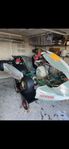 Gokart