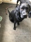 Labrador  tik 1,5 år 