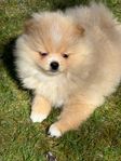 Pomeranian 