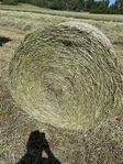 hö rundbalar 