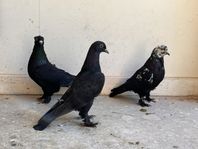 duvor hägflygare tumlare