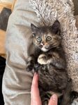 kattungar 