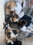kattungar