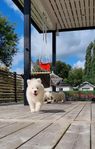 Allergivänliga samojed valpar