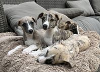 Whippet valpar