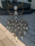 Älg och rådjurs horn