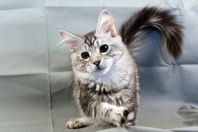 Maine Coon kattungar med stamtavla